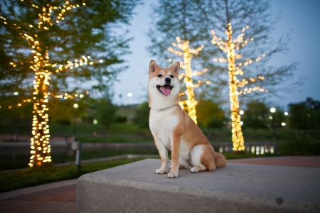 Borítókép: 5 önálló kutyafajta azoknak, akik sokat dolgoznak, de nagyon szeretnének egy kutyust