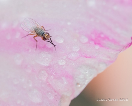 Borítókép: 7 tipp, hogy felkészülten menj az utcára muslincainvázióban