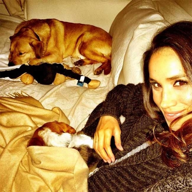 meghan markle,hercegné,kutya