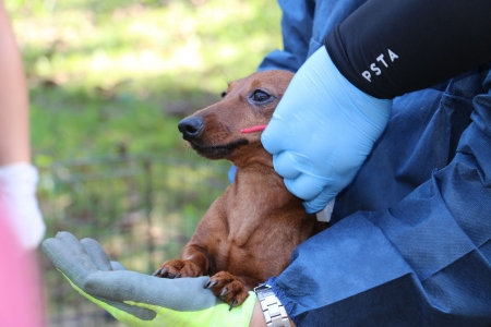 Borítókép: Több mint 100 tacskót mentettek ki egy barcsi szaporítótelepről