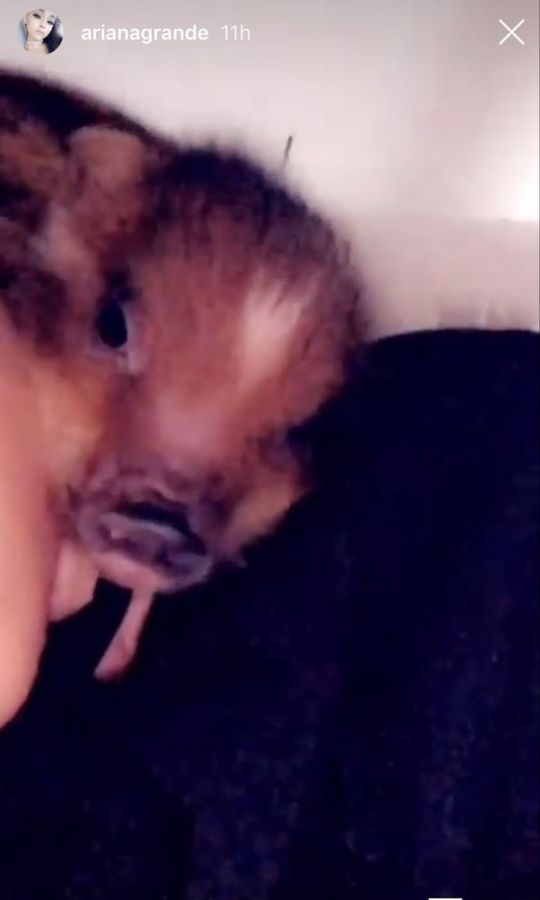 ariana grande,malac