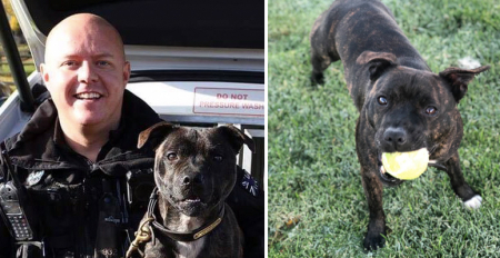 rendőr,kutya,staffordshire terrier