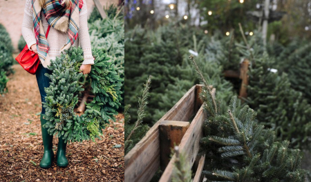 Borítókép: Karácsonyfa-kisokos: a kiválasztástól a gondozásáig