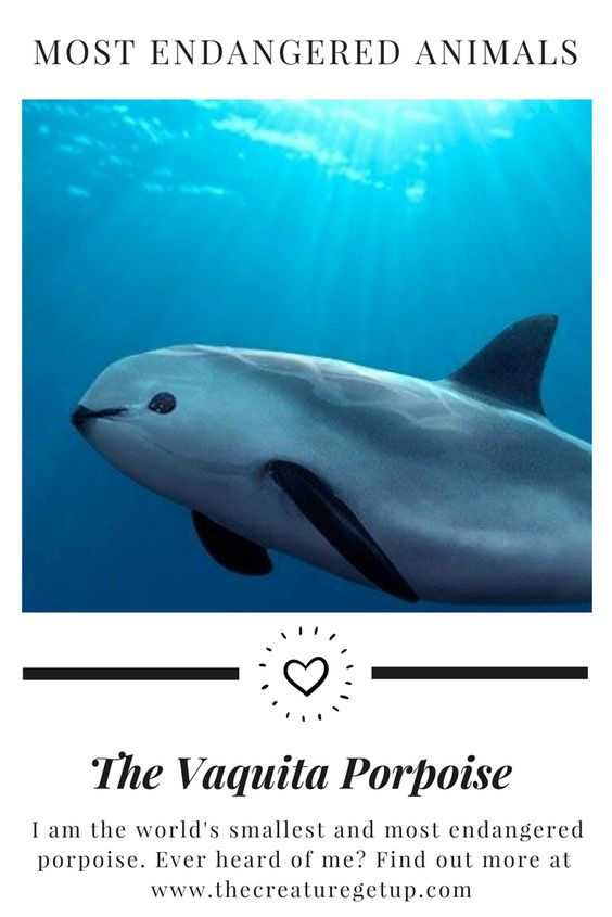 vaquita,veszélyeztetett állatok,disznódelfin,cet