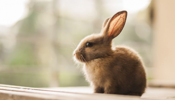 Borítókép: Fur Free – Válaszd a szőrmementes divatot!