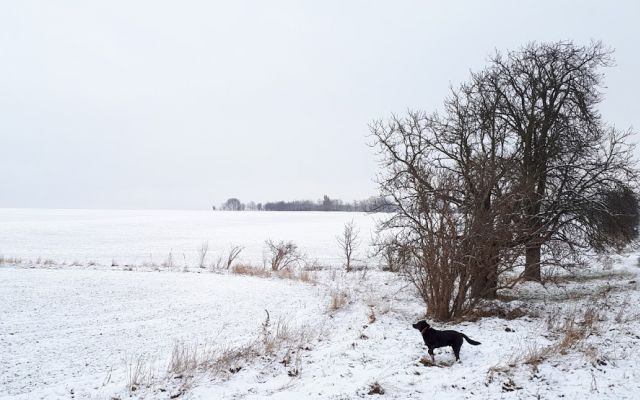 tél,hó,mező,kutya,kutyasétáltatás,természet,fák
