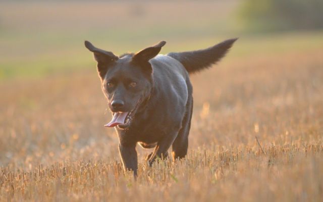 kutya,mező,nyár,séta,kutyasétáltatás