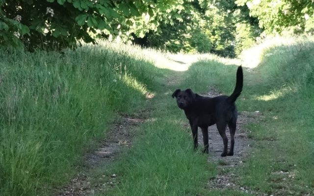 kutya,ösvény,fű,tavasz,gesztenyefa,virágzás,kutyasétáltatás