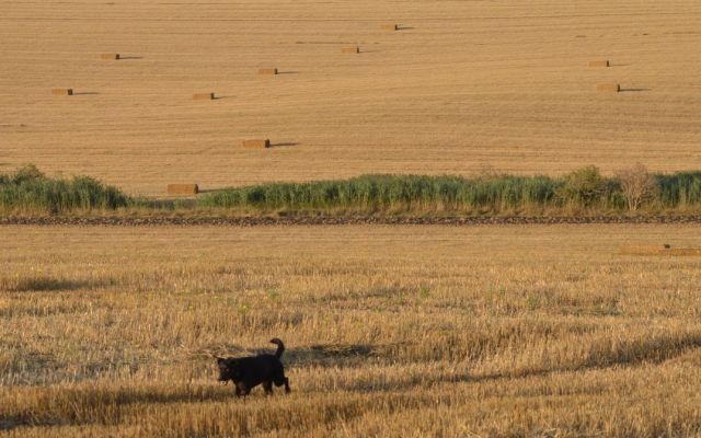 kutya,szántóföld,séta,kutyasétáltatás,nád