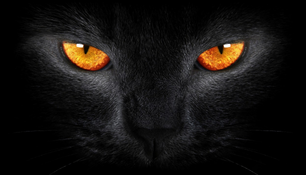 Borítókép: Láttál már fekete leopárdot? Nem? 100 éve már, hogy más se. 