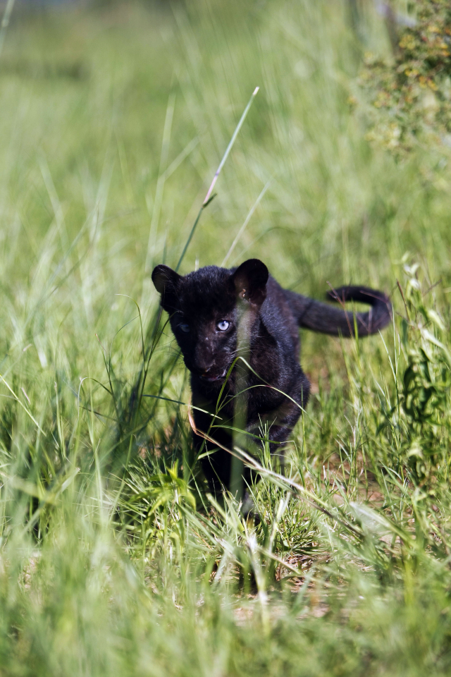 black leopard