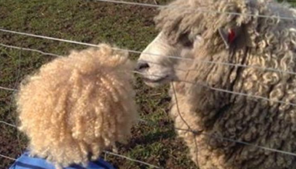 Borítókép: Mindenki erre a cuki albínó kisfiúra kíváncsi