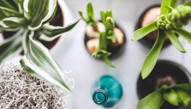 növény,szobanövény,horoszkóp