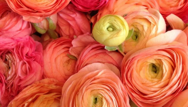 Borítókép: Urak! Ilyen virágot trendi most vásárolni nőnapra!