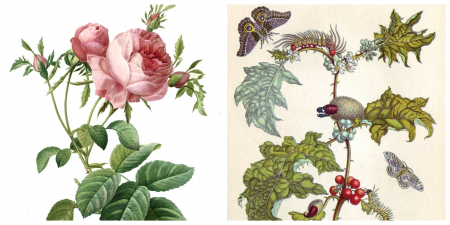 Borítókép: Ezektől a 300 éves illusztrációktól te is dobsz egy hátast