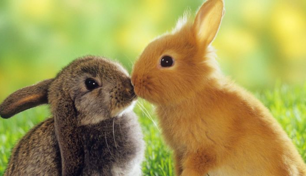 Borítókép: Egyet mondunk: IKEA DIY húsvéti nyuszi 