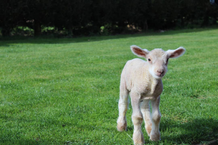 Borítókép: Atyám, de cukik ezek a bárányok... muszáj megenni őket?