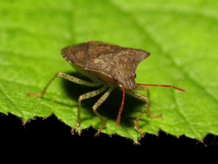 poloska,poloskacsapda,diy,rovarok