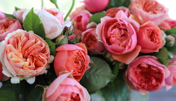 Borítókép: Tippek, hogyan maradhat sokáig friss a vágott virág