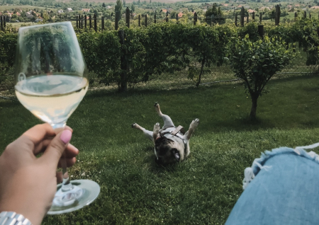 Borítókép: Találkozás a borral – az első boros emlékek