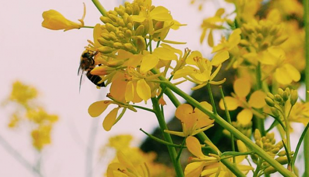 Borítókép: Jennifer Garner a méhekkel van