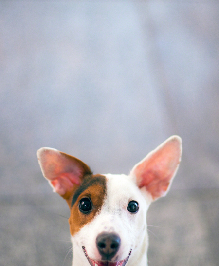 Borítókép: Doktor Füge rendel, avagy 4+3 kérdés és válasz a terápiás kutyákról