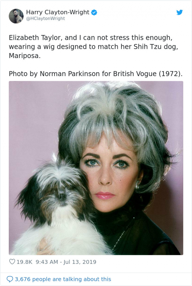 liz taylor,kutya