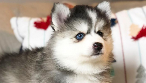 Borítókép: Furcsa és cuki – Különleges kutyamixek!