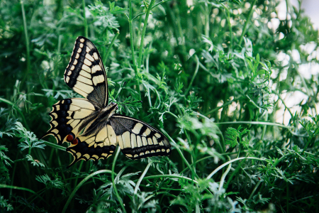 Borítókép: Hernyókat találtam az erkélyen, és végigfotóztam, amint színpompás lepkévé változtak