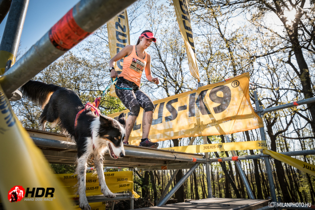 hard dog race,kutyás futás,akadélyfutás