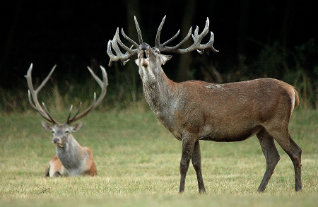 Borítókép: Elmondjuk, hol hallgass szarvasbőgést idén