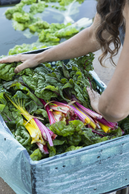 Borítókép: Hány százalékban vagy vegán? Teszteld magad!
