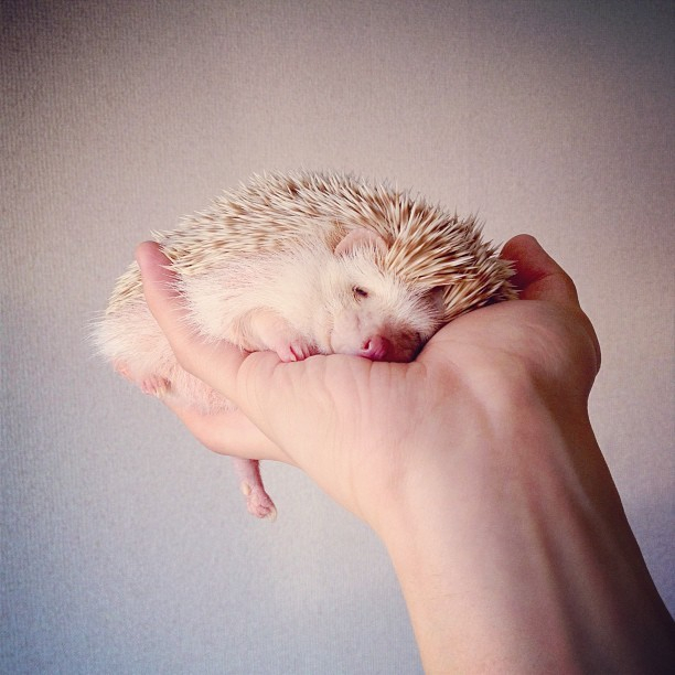 darcy,sün