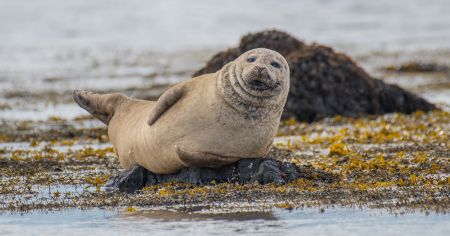Borítókép: Mit művelnek az állatok a vadonban, sötétedés után?