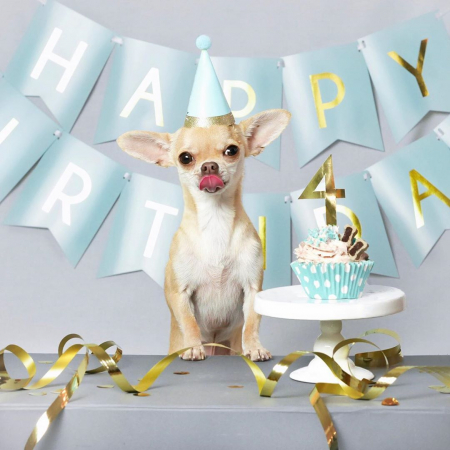 Borítókép: Mennyi most a kutyád életkora emberi években? 