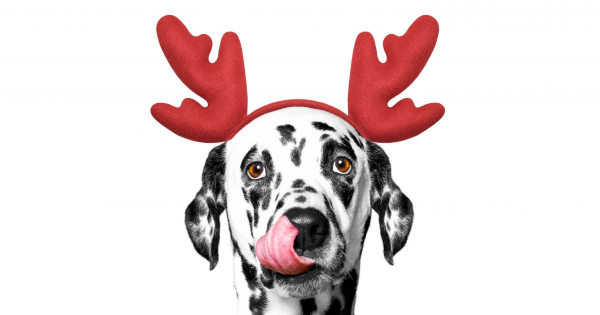 Borítókép: Vicces és cuki karácsonyi kutyás képek