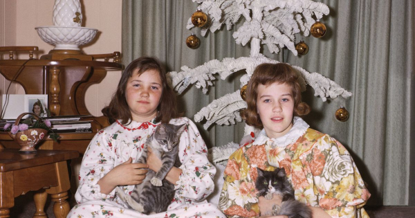 Borítókép: Ha félremegy a dekor: a legviccesebb karácsonyfa fail-ek