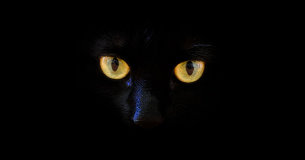 Borítókép: Hogy került oda a macska? – Nyávogó ninják