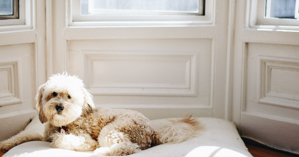 Borítókép: Mit érdemes tudni a párátlanító készülékekkel kapcsolatban?