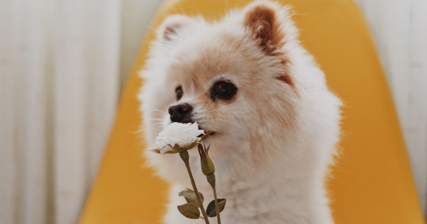Borítókép: Milyen etetőtálat válasszunk kedvencünknek?