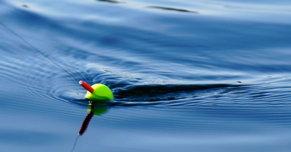 Borítókép: Horogválasztás békés halak horgászatához