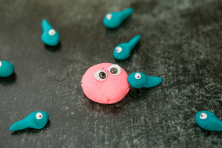 termékenység,petesejt,spermium