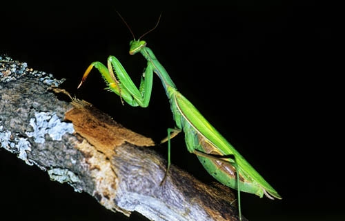 Borítókép: A sáskától vargabetűvel a királyok pontosságáig