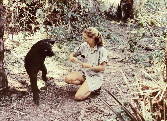 jane goodall,természetvédő