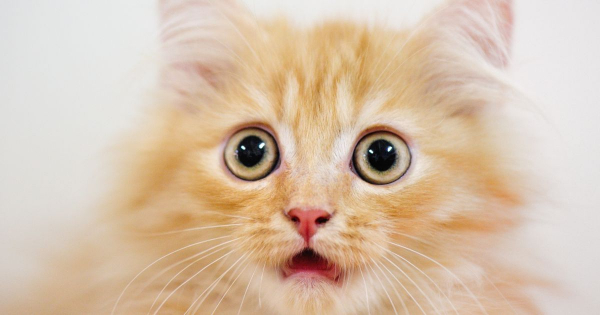 Borítókép: Az öltözködési bakik hete