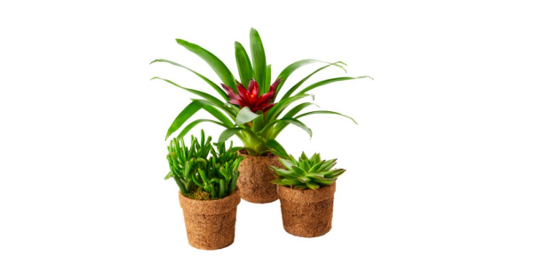 Borítókép: Lebomló virágcserepekkel csökkenti műanyagfelhasználását a SPAR