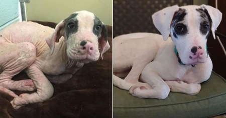 Borítókép: Kutyák átalakulása örökbefogadásuk előtt és után