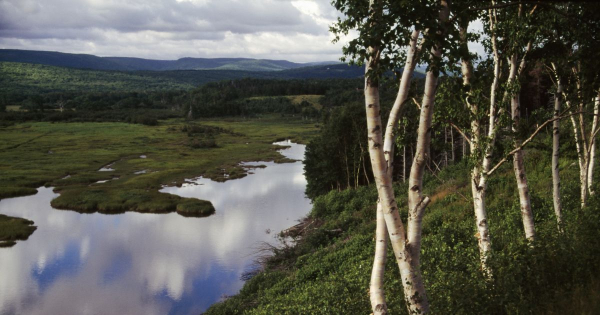 Borítókép: Top 5 dolog, amit nem tudtál a szuper tápláló nyírfavízről
