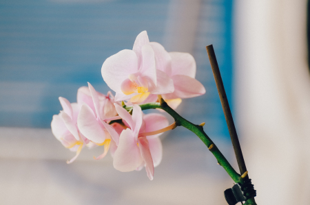 orchidea,növény,növénygondozás