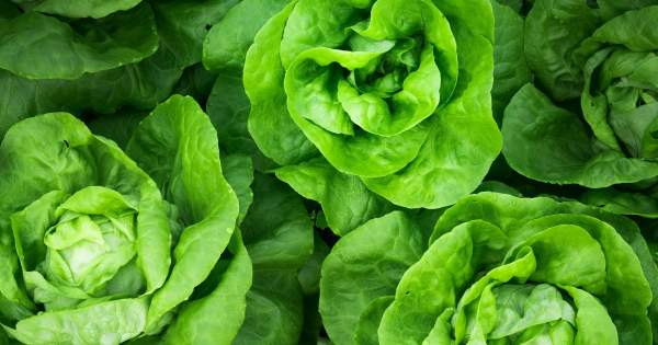 Borítókép: Hogyan előzheti meg a májproblémákat? 